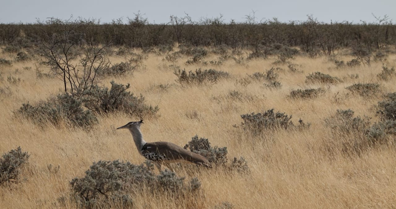 Walvis Bay